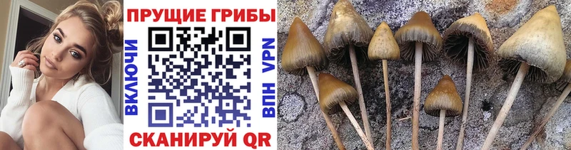 Псилоцибиновые грибы Magic Shrooms  Сургут 